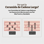 Crema Reparadora de Barrera con Ceramidas LC – Hidratación Profunda y Piel Reforzada